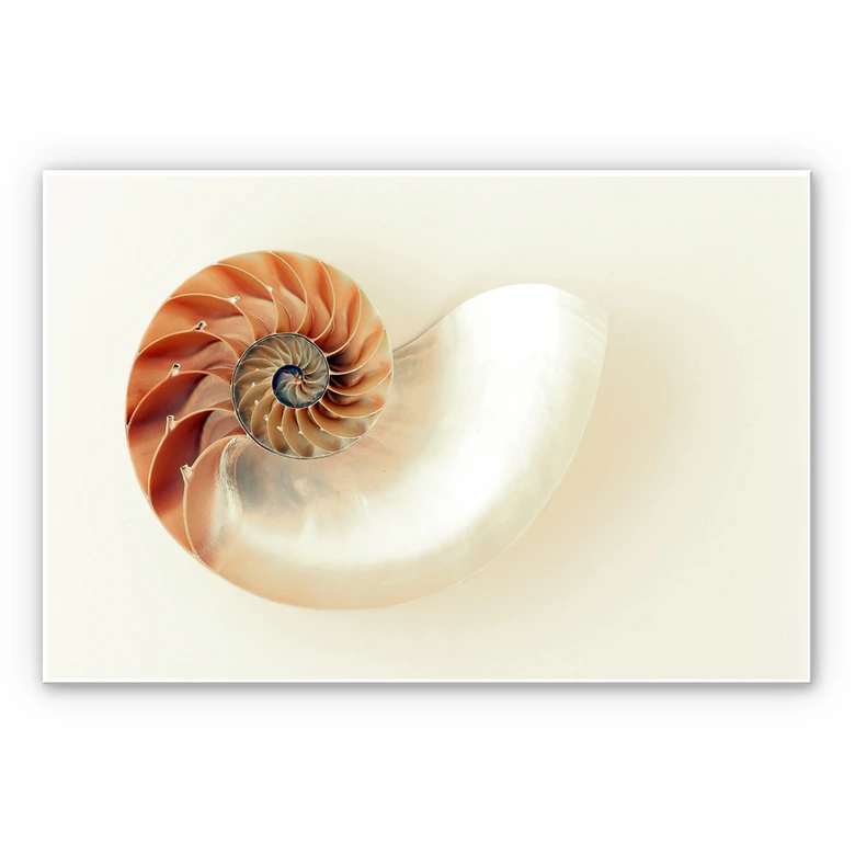 Wandbild Nautilus 