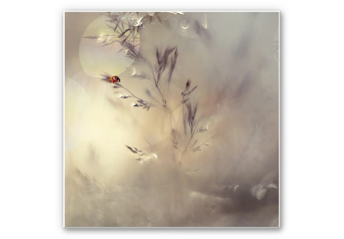 Wandbild Westum - Little Lady 