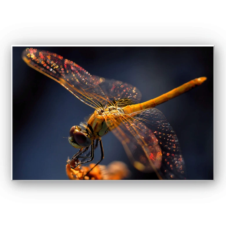 Wandbild Dufour - Libelle auf Tuchfühlung 