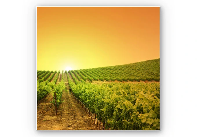 Wandbild Sonnenuntergang im Weinberg 
