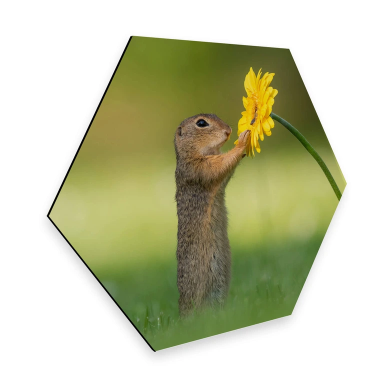 Hexagon - Alu-Dibond van Duijn - Erdhörnchen hält Blume 