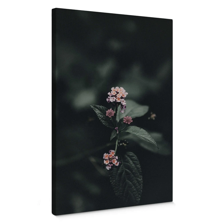 Leinwandbild Zarte rosa Blüte 