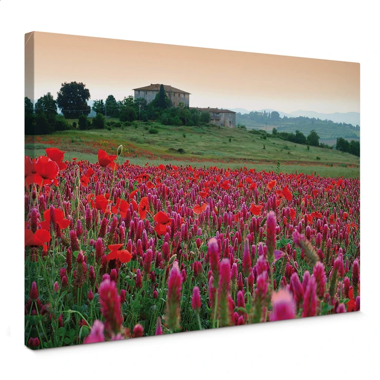 Leinwandbild Blumenwiese Toskana 