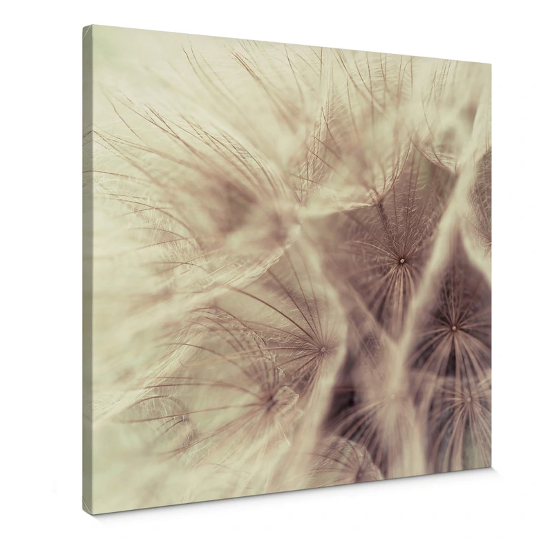 Tableau sur toile  Gros plan de pissenlit 