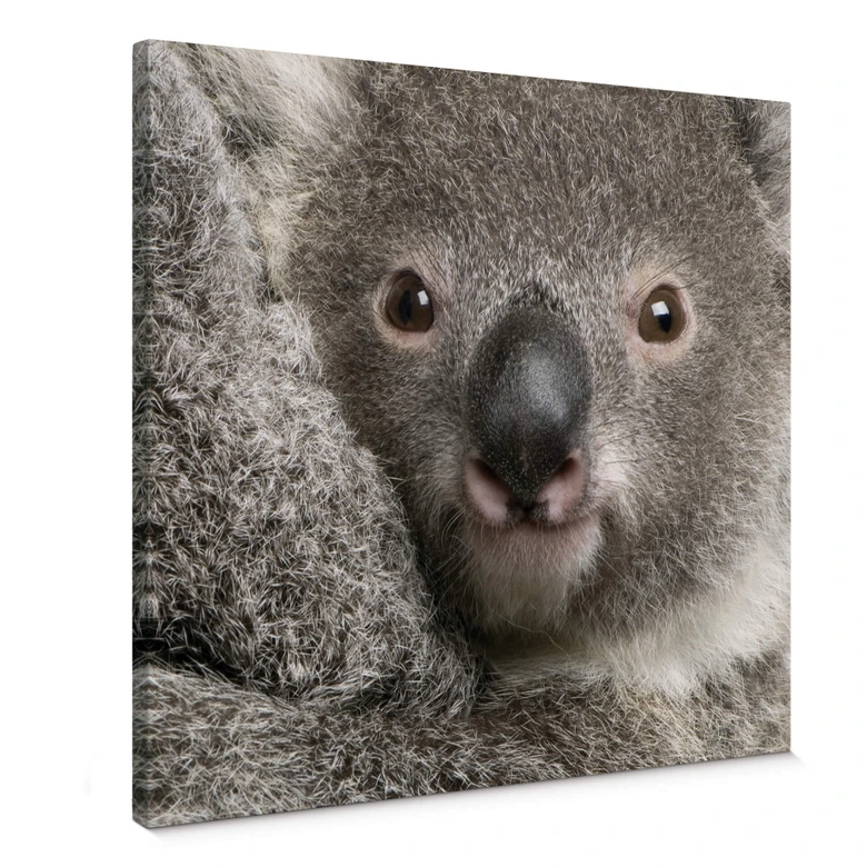 Leinwandbild Cuddly Koala 