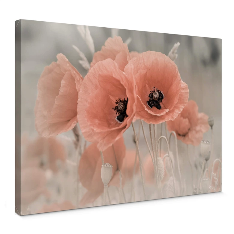 Leinwandbild Delgado - Mohn in Pastell 