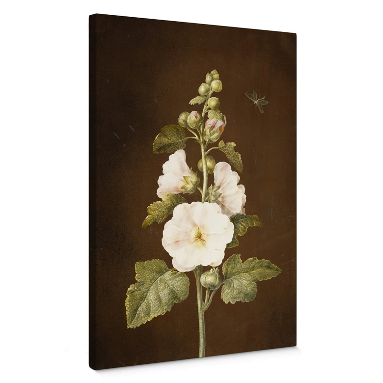 Leinwandbild Dietzsch - Stockrose 