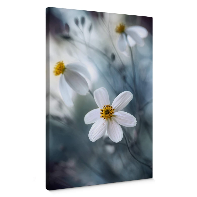 Leinwandbild Disher - Die weiße Blüte 