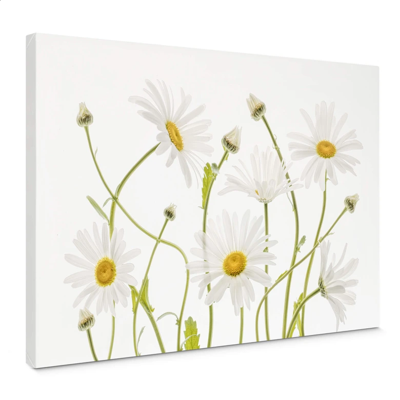 Leinwandbild Disher - Ox eye Daisies 