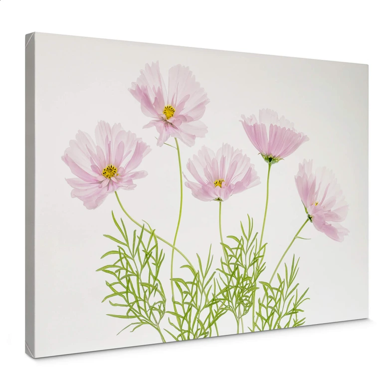 Leinwandbild Disher - Sommerblume 