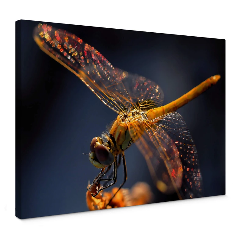 Canvas Dufour - Libelle van dichtbij 