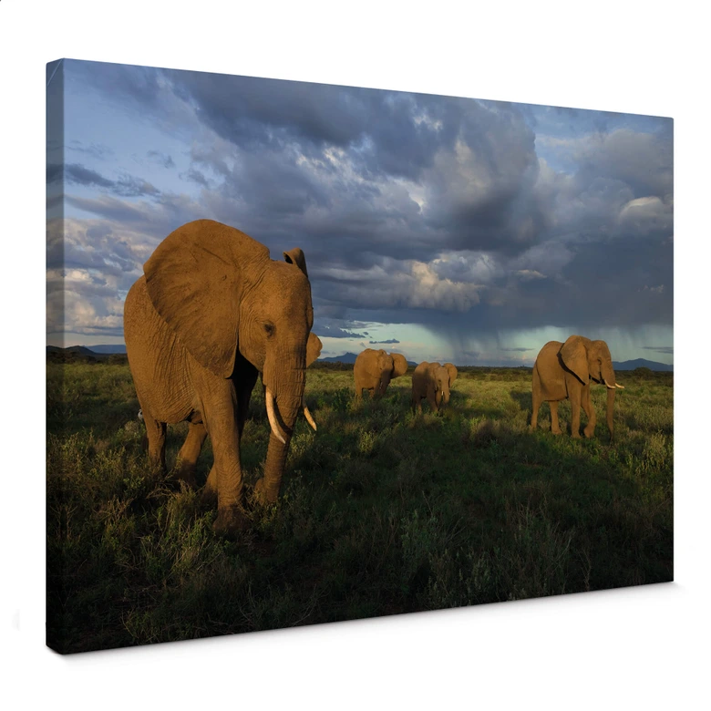 Lienzo NG Manada de elefantes 