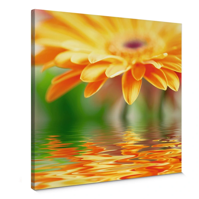 Leinwandbild Gerbera Spiegelung 