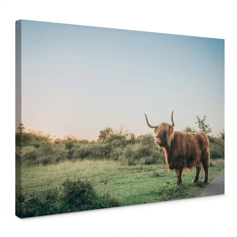 Canvas Print Highland Cow 01 