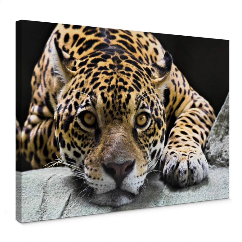 Jaguar Canvas print 