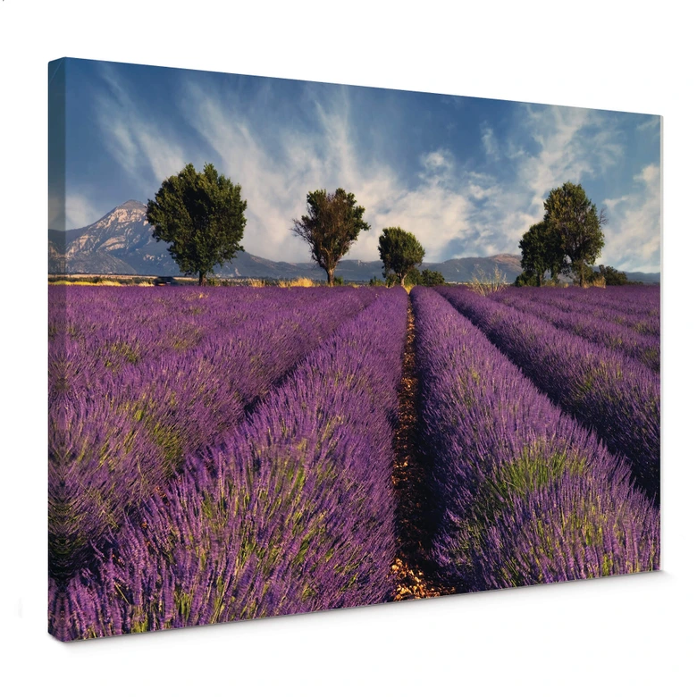 Canvas Lavendel 