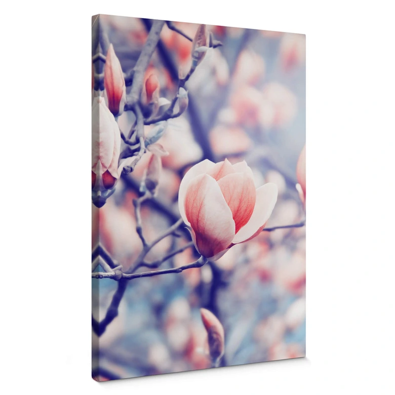 Leinwandbild Magnolienknospe 