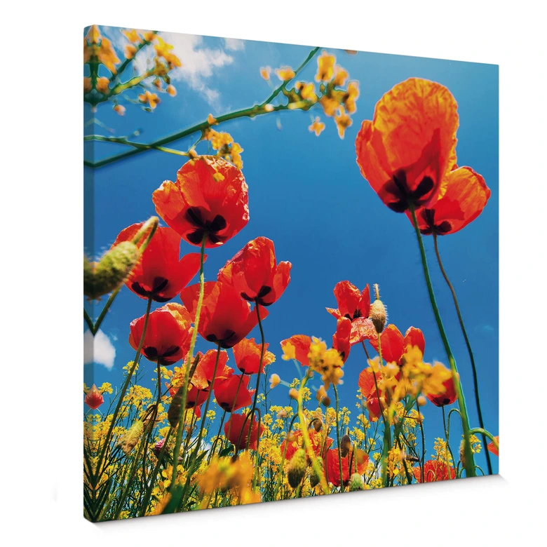 Poppies Canvas print 