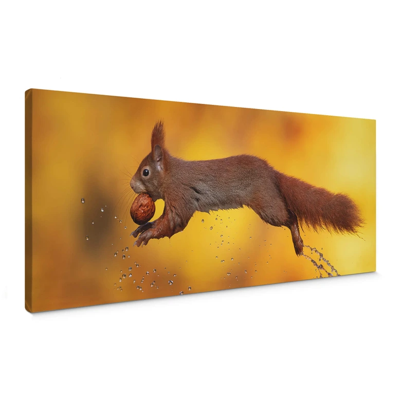Leinwandbild van Duijn - Eichhörnchen im Sprung - Panorama 