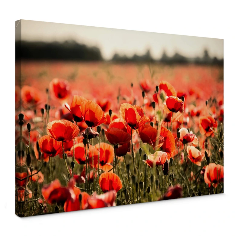 Canvastavla Poppy Field 
