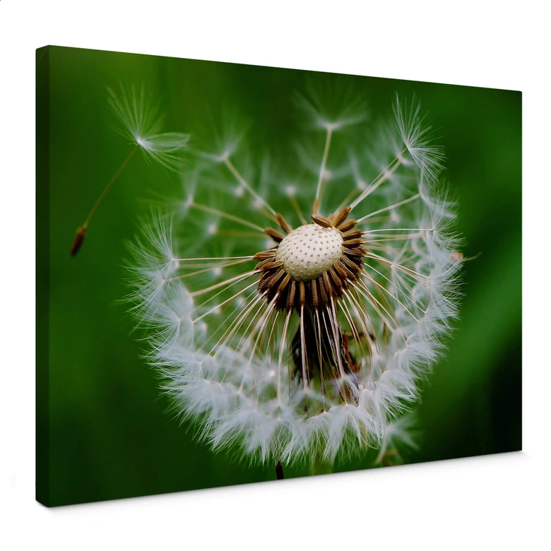 Leinwandbild Pusteblume im Wind 