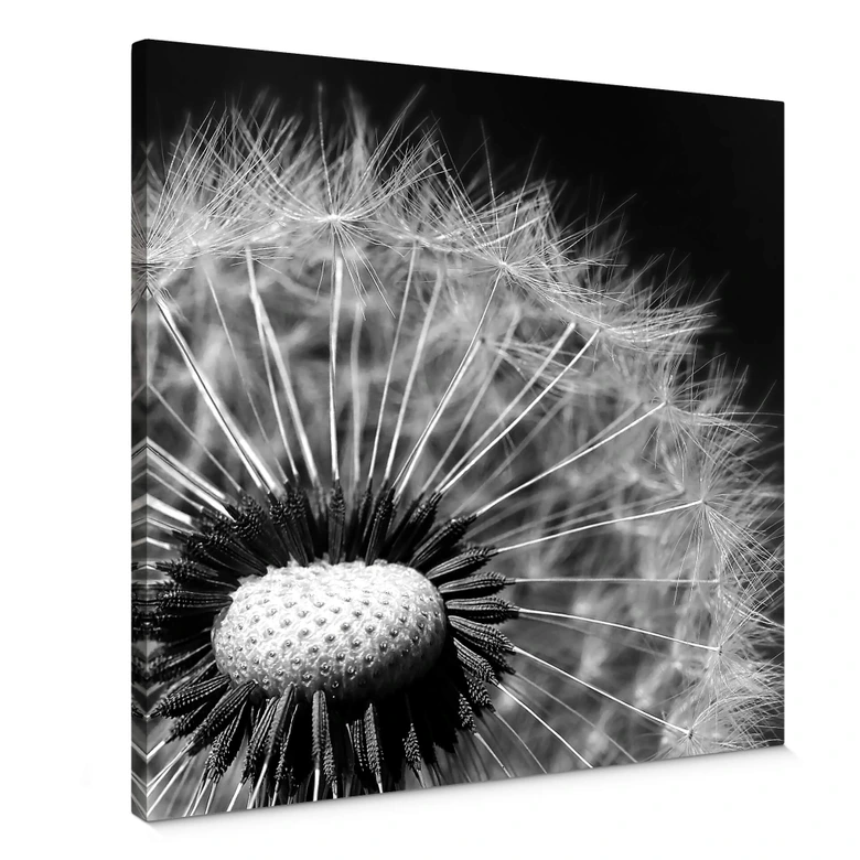 Leinwandbild Dandelion 