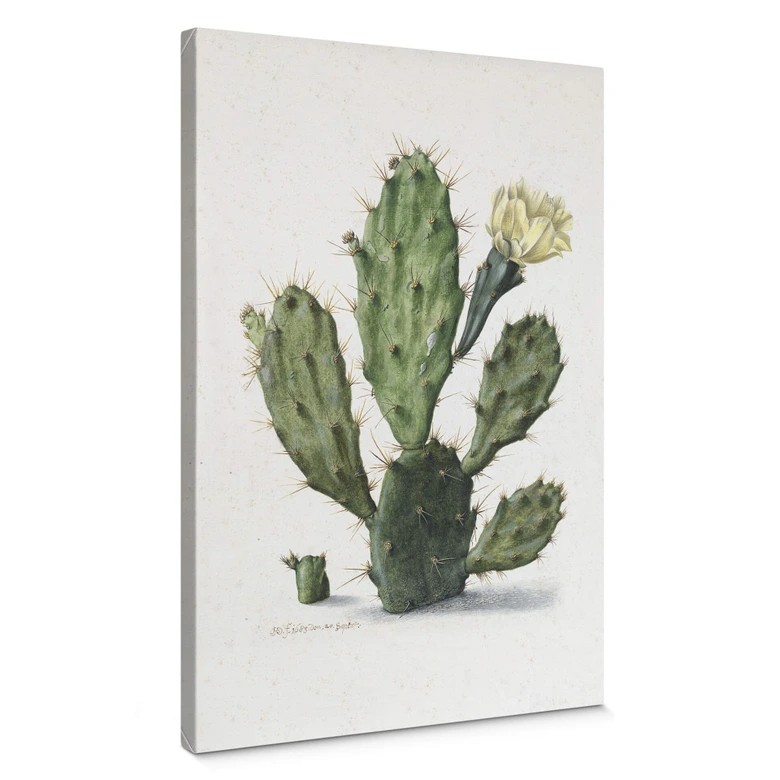 kaktus kaufen münchen Cereus peruvianus main image 0