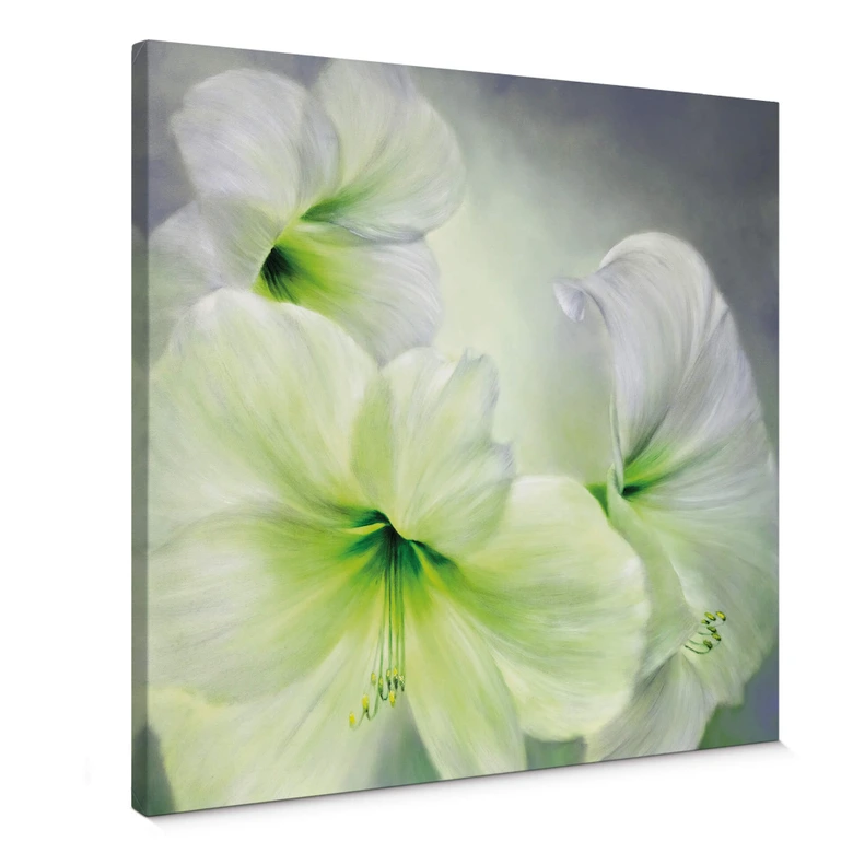 Leinwandbild Schmucker - Weiße Amaryllis 