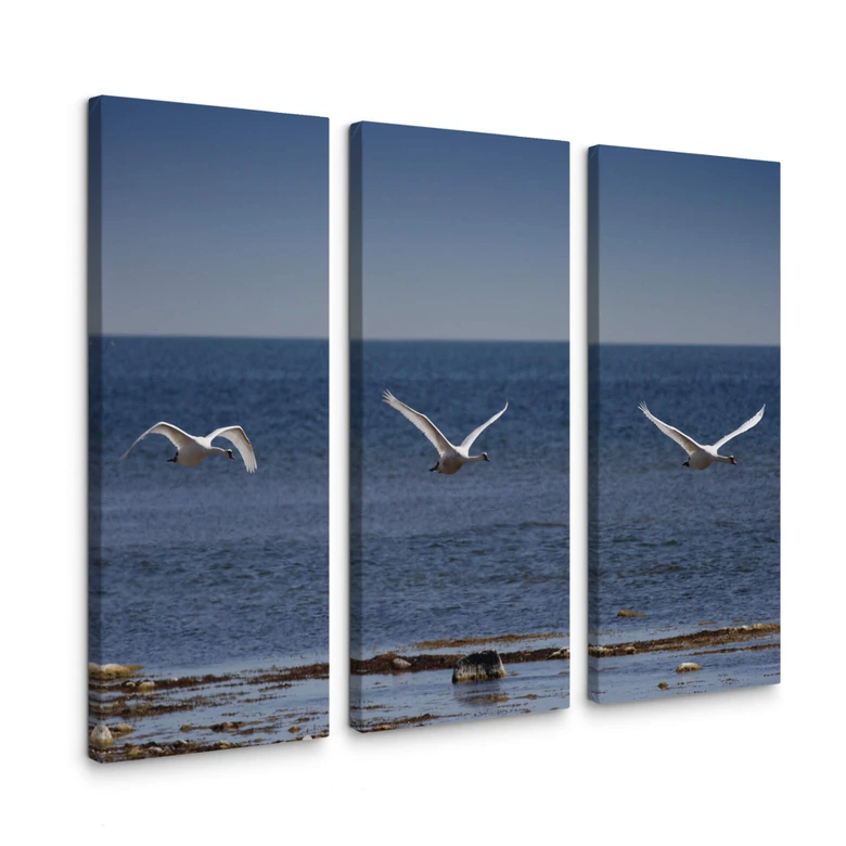 Swan Flight Triptych Canvas print 