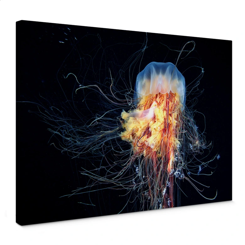 Leinwandbild Semenov - Amazing Jellyfish 