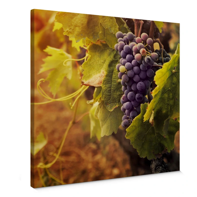 Leinwandbild Toskanische Weinrebe 