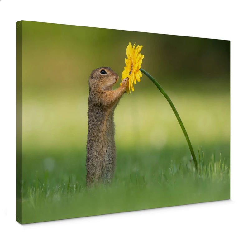 Leinwandbild van Duijn - Erdhörnchen hält Blume 