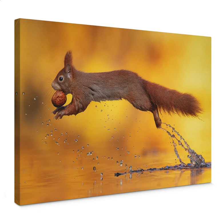 Leinwandbild van Duijn - Eichhörnchen im Sprung 