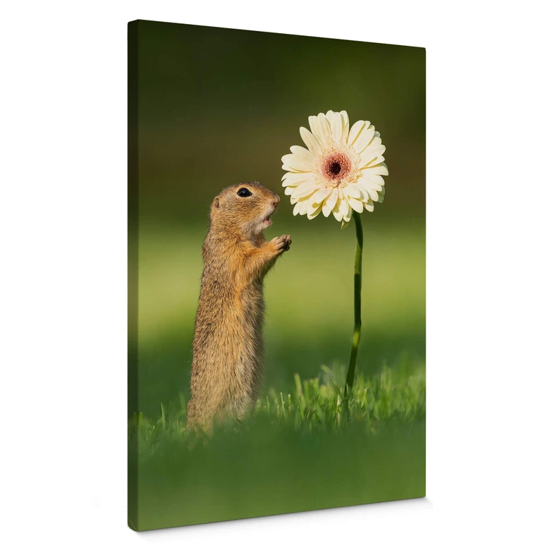 Leinwandbild van Duijn - Erdhörnchen mit Gerbera 