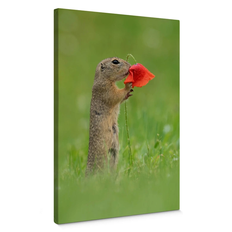 Leinwandbild van Duijn - Erdhörnchen mit Mohnblume 