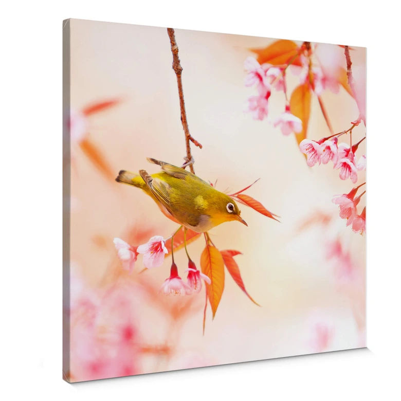 Leinwandbild Vogelgezwitscher in der Kirschblüte- quadratisch 