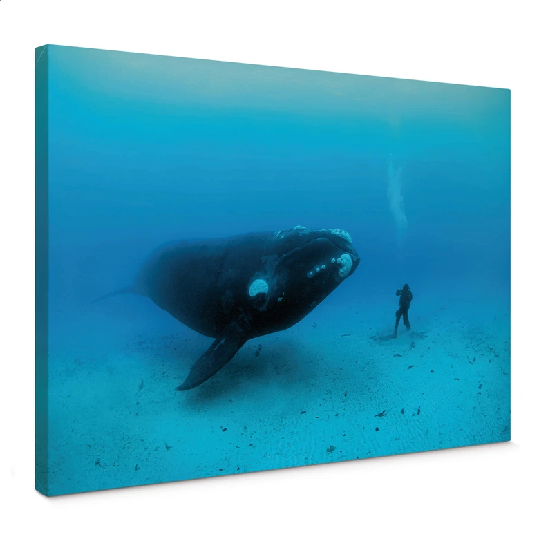 Leinwandbild NG Wal mit Taucher 