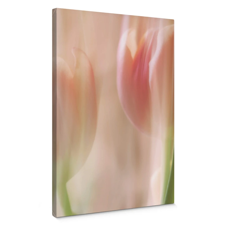 Leinwandbild Westum - Shy tulips 