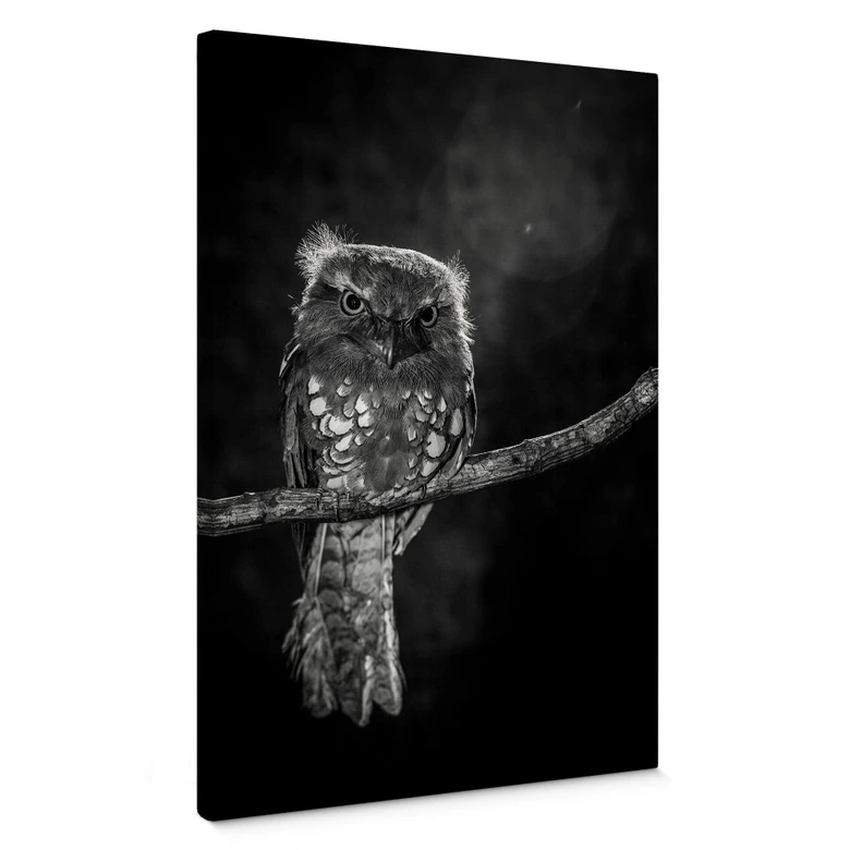 Leinwandbild Wilianto - Staring Owl 