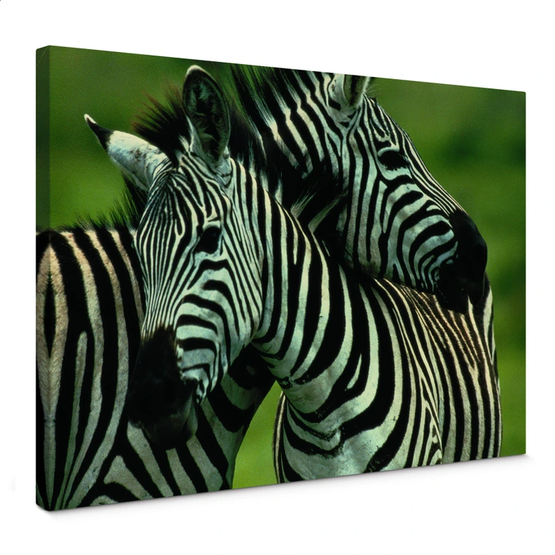 NG Zebra-par - Lærredsprint 