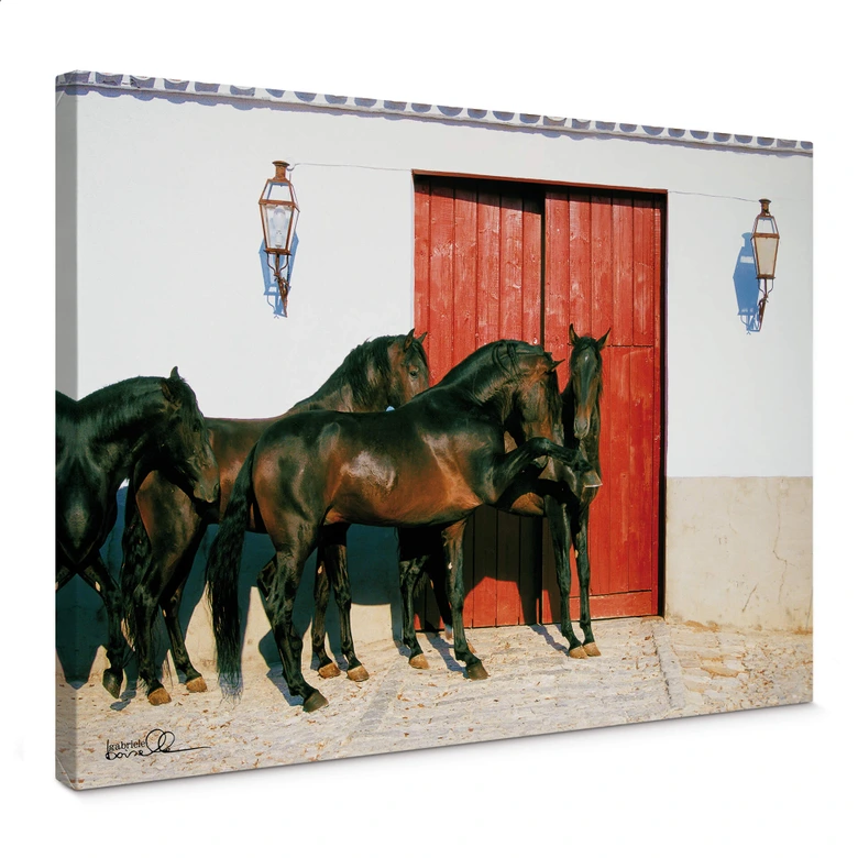 Leinwandbild Boiselle - Andalusierhengste in Spanien 