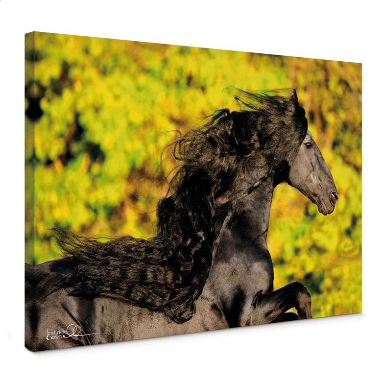 Obraz na płótnie Boiselle - Fryzyjski Anton z płynącą grzywą 