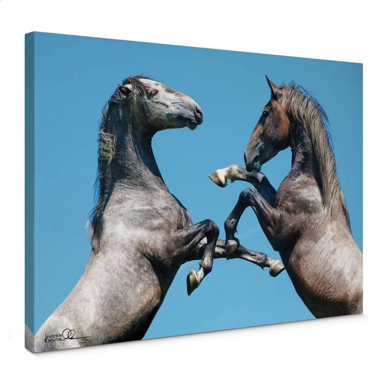 Leinwandbild Boiselle - Kämpfende junge Lipizzanerhengste 