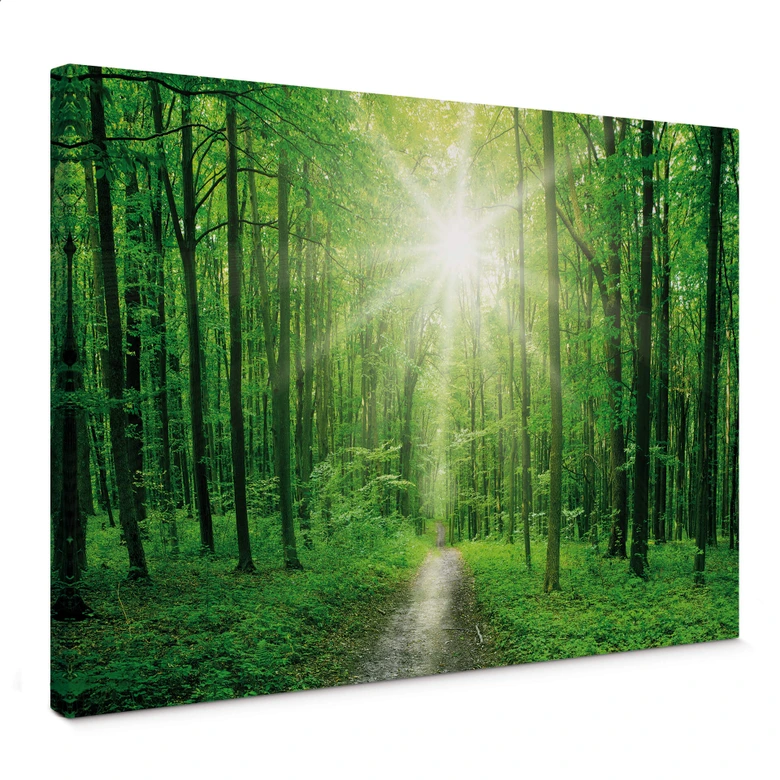 Leinwandbild Sunny Forest 01 