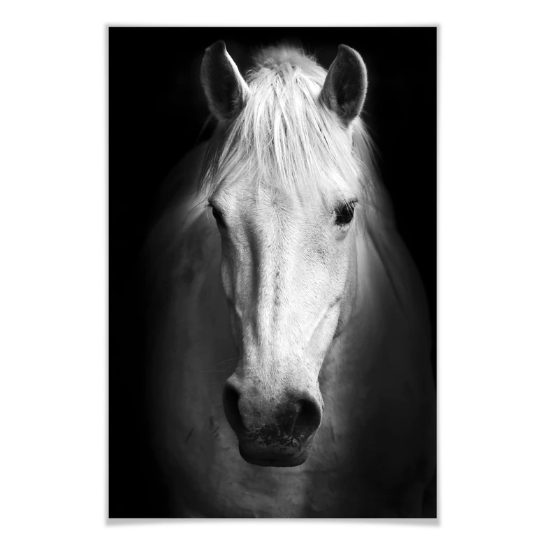 Poster - White Horse 