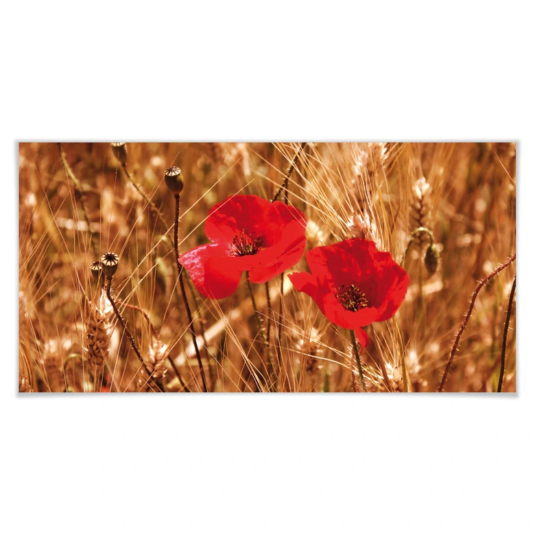 Poster Mohnblüten im Feld - Panorama 