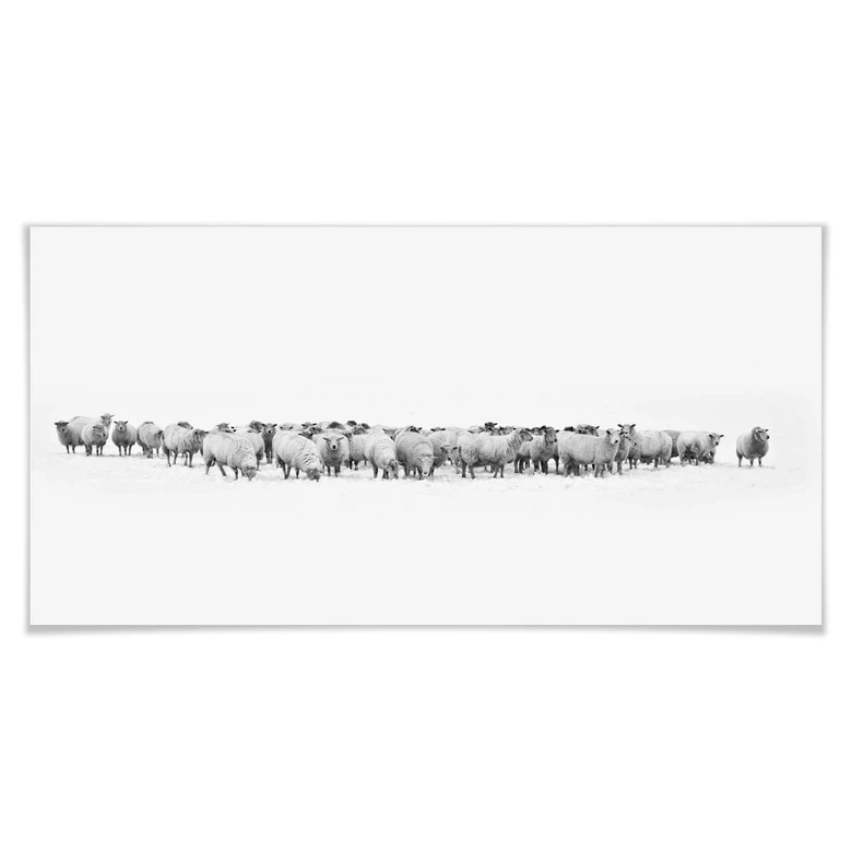 Poster Schafherde - Panorama 