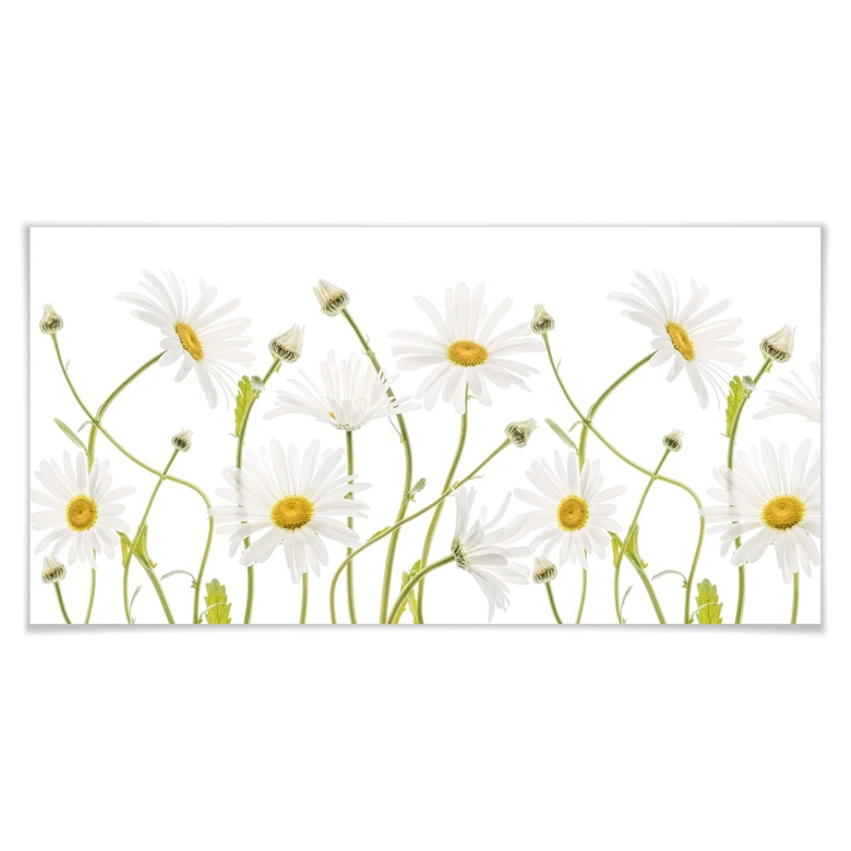 Poster Disher - Ox eye Daisies - Panorama 