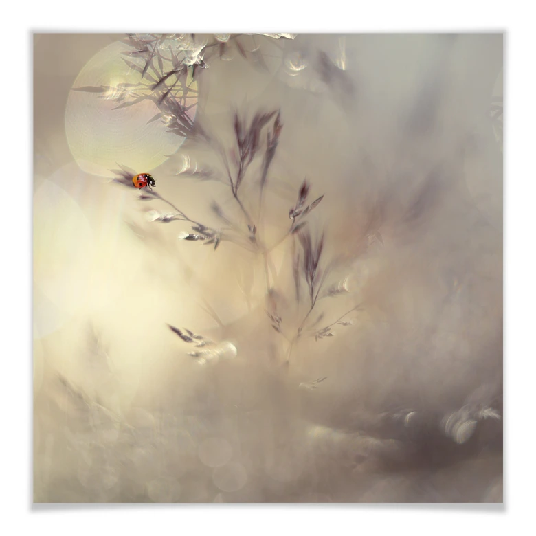 Póster Westum - Pequeña dama 