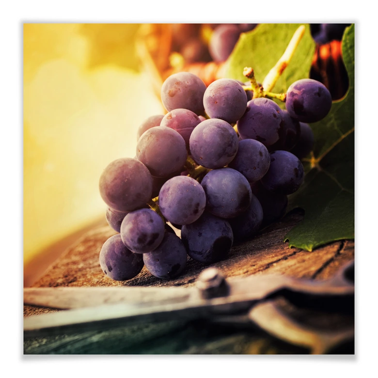 Poster Weinlese 